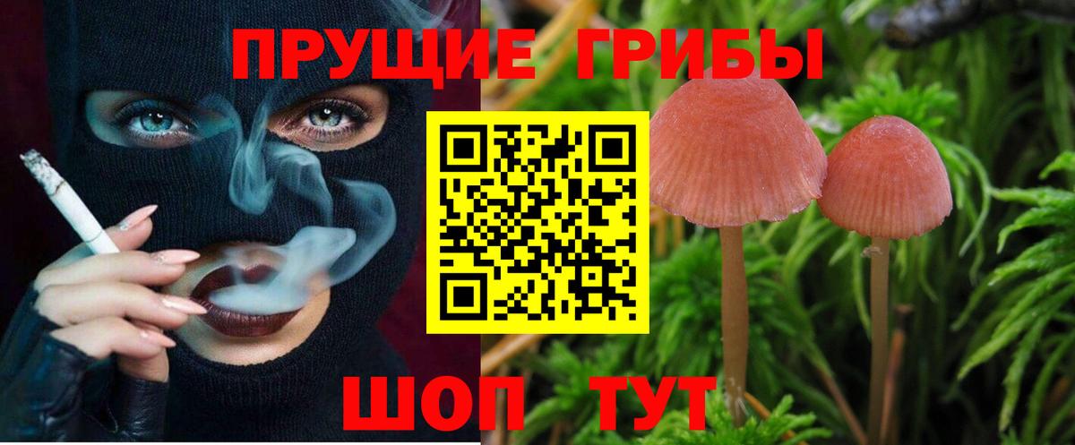 Псилоцибиновые грибы Cubensis Великие Луки